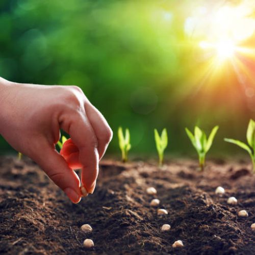 Hands Planting The Seedlings Into The Ground